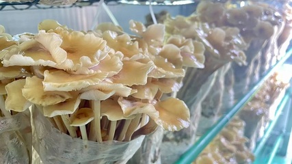 深化&ldquo;三个年&rdquo;活动 聚力聚焦打好&ldquo;八场硬仗&rdquo; |棚掌柜:打造会思考的&ldquo;农场&rdquo;